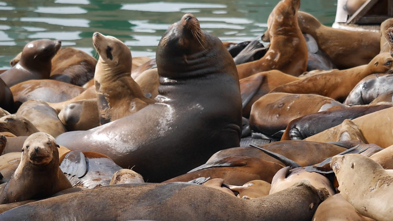 Illustration for article titled A Reality TV Show Starring Sea Otters Is Taking the Internet by Storm